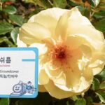 독일 꽃이름 존낸쉬름