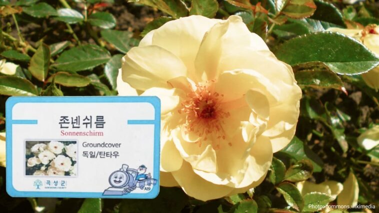 독일 꽃이름 존낸쉬름