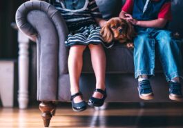 소파위에 앉아있는 강아지 (독일에서 반려견을 위해 지켜야 하는 엄격한 7가지 규정)