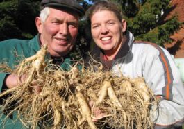 독일에서 재배되고 있는 인삼 (Ginseng harvest in Walsrode, Germany)