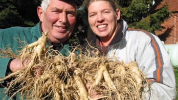 독일에서 재배되고 있는 인삼 (Ginseng harvest in Walsrode, Germany)