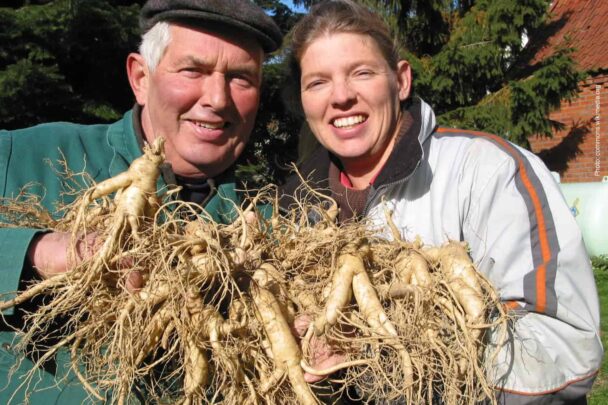 독일에서 재배되고 있는 인삼 (Ginseng harvest in Walsrode, Germany)